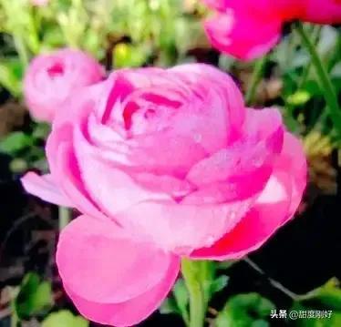 四字词语鲜艳夺目如何怎么样造句子，形容色彩鲜艳绚丽的四字词语（美丽动人的花花）