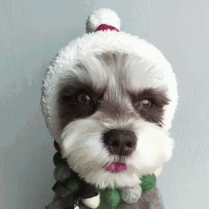 粘人又安静的小型宠物，什么小型宠物好养粘人（好驯又听话的这几种“伴侣犬”）