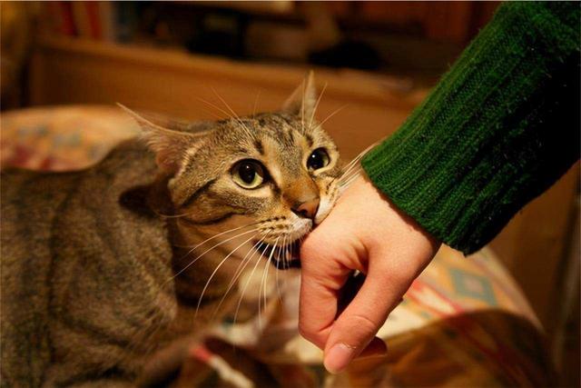 养猫训猫技巧，如何正确训练猫咪