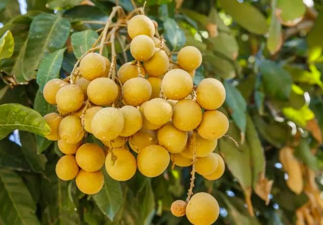 桂圆和龙眼的区别，桂圆和龙眼的区别图片（龙眼和桂圆的区别）