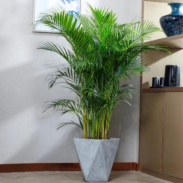 客厅植物选什么好，客厅放什么植物最好呢（5种“大绿植”）