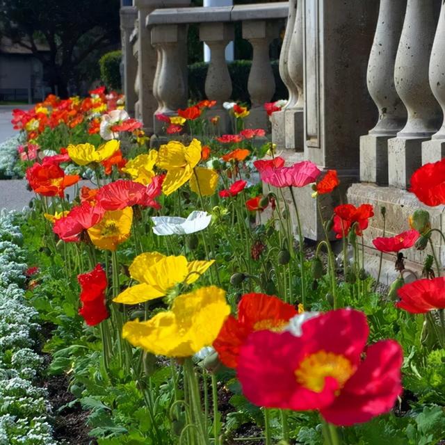 曼陀罗花的传说，曼陀罗花的含义和传说（传说“7种花”）