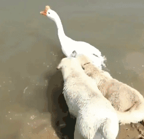 大雁和鹅的区别，大雁和鹅的区别是什么（鹅的真实面貌超出大家的想象）