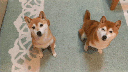 如何养好一只柴犬，养一只柴犬是什么体验（史上最全：柴犬饲养大法）