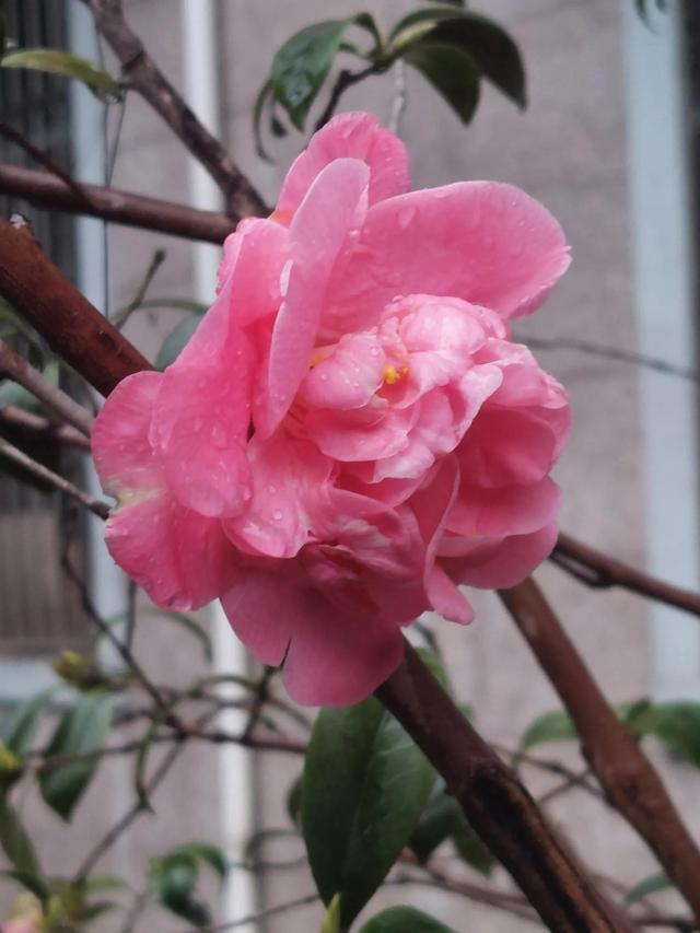 笑颜如花笑靥如花什么意思，笑靥如花什么意思（门当户对的爱情）