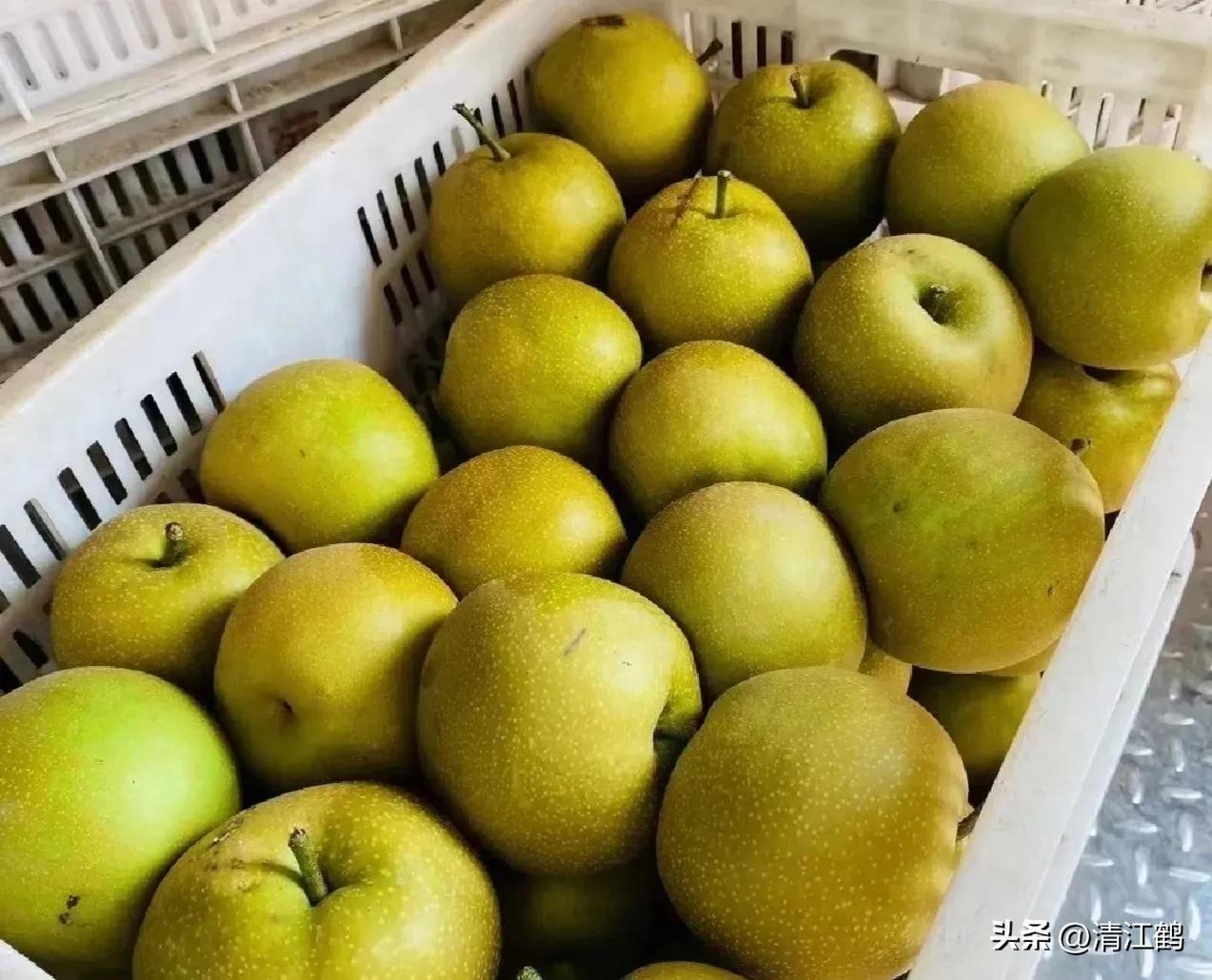 树山翠冠梨(翠冠梨是什么梨) - 彝家农业网