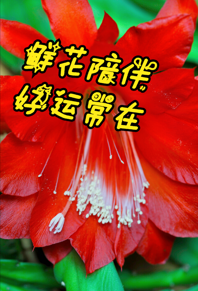 鲜花朋友圈配什么文字，朋友圈晒鲜花配什么文字（愿您寒冬温暖纯良不舍爱）