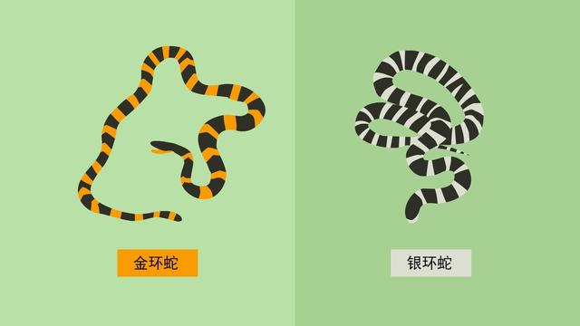 梦见蛇缠脚是什么意思，女人做梦梦到蛇缠脚是什么意思（男子睡梦中被银环蛇缠脚）