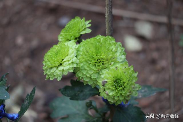 花中隐士是什么花，花中隐士是指什么花（凌霜绽妍——菊花）