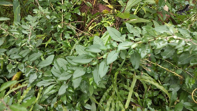 枸杞叶（枸杞叶茶），枸杞叶不被重视（茶叶+枸杞）