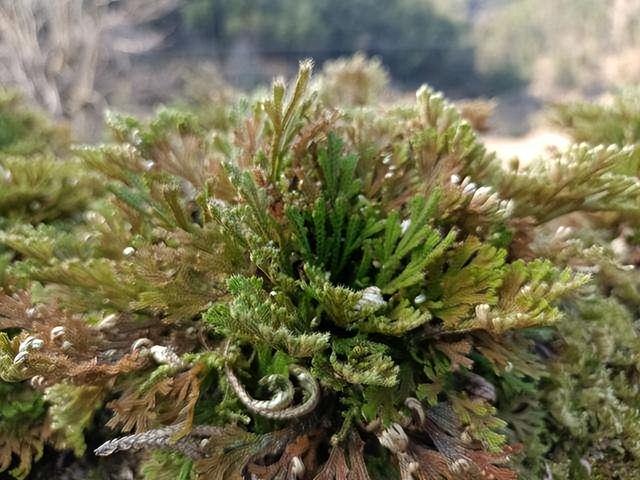 卷柏是蕨类植物吗，卷柏是蕨类植物还是裸子植物（遇到“还魂草”）