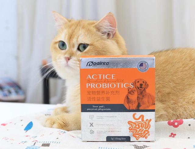 猫不吃饭怎么办，猫不吃饭怎么办应该喂什么（很有可能是生病了）