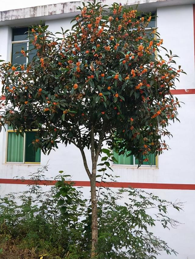 庭院十大吉祥树排名，庭院栽什么树最旺宅（10种吉利树）