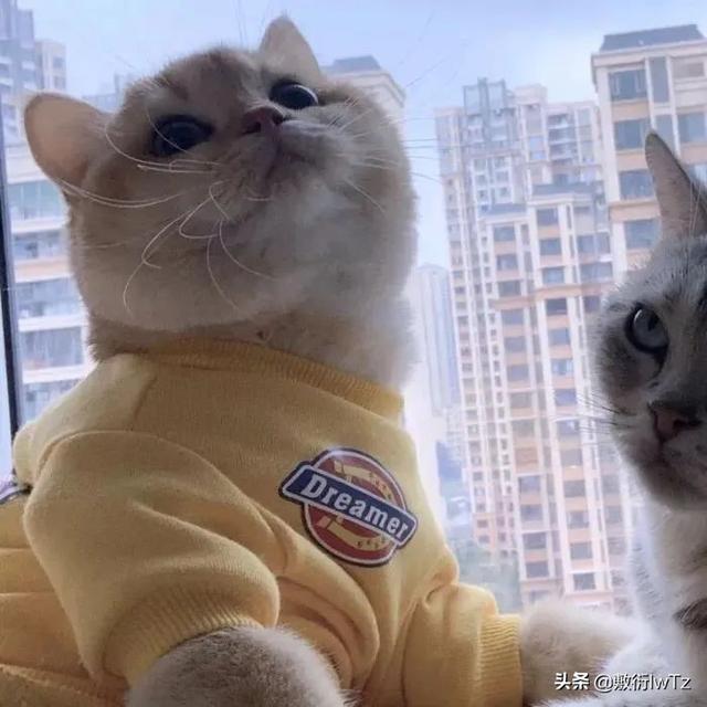 情侣头像超好看一对新款，超好看的情侣头像一对 “晴天也会突然下暴雨，温柔的人也会不开心”（情侣微信头像 ， 情人节快乐）