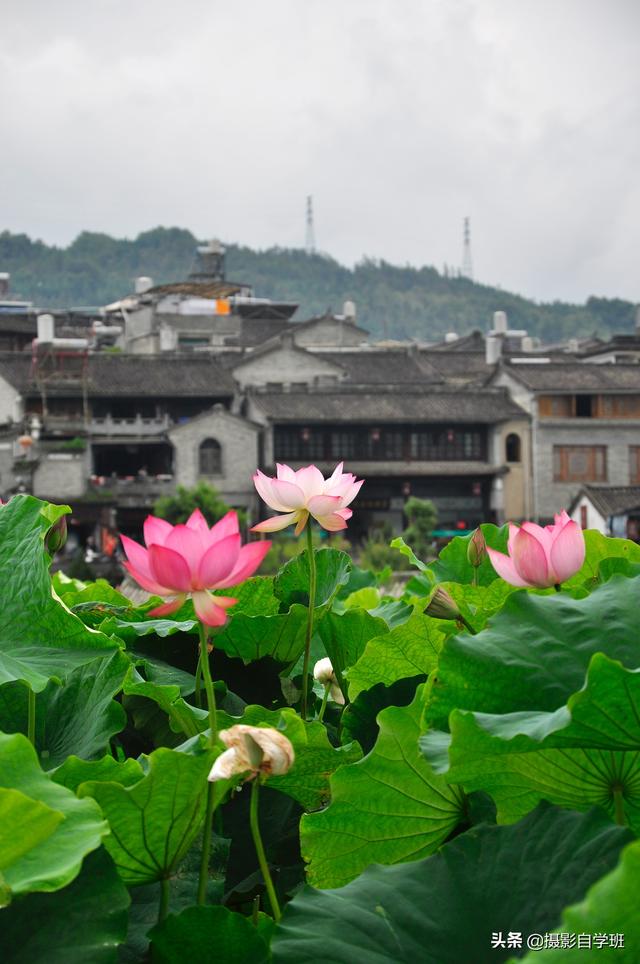 荷花拍照10个技巧，帮你把荷花拍得不一般