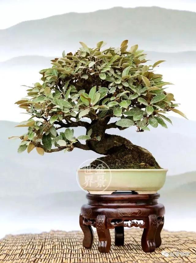 胡秃子盆景的养殖方法，唯美图片——胡颓子盆景欣赏（野生胡秃子盆景怎么养）