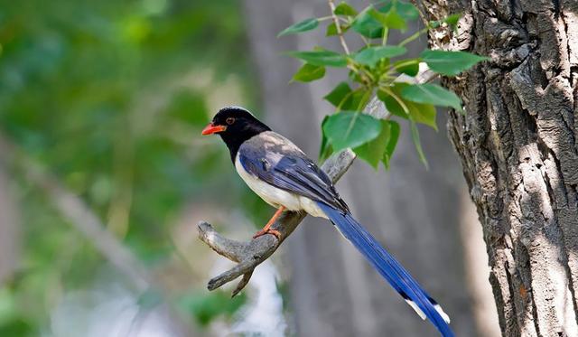 蓝桉已遇释槐鸟什么意思，女生说蓝桉已遇释槐鸟什么意思（“蓝桉已遇释槐鸟”是什么梗）
