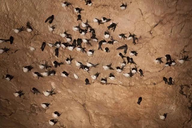 燕窝多少钱一斤，燕窝价格多少一斤（小哥筑屋引燕一个月产5斤燕窝）