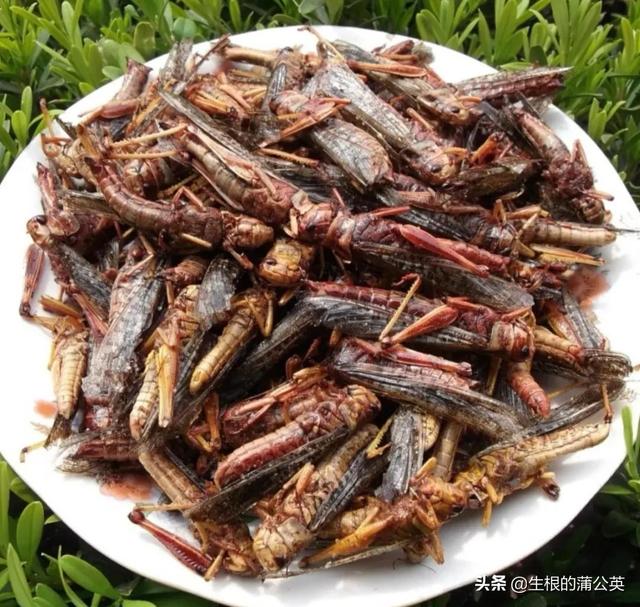 蚂蚱几条腿，蚂蚱几条腿打三个数字（这几种蚂蚱，小时候你抓过几种）