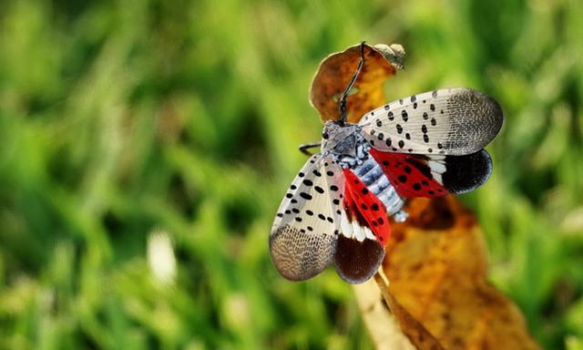 昆虫类有哪些动物，昆虫的天敌有哪些动物（农村常见的十二种虫子）