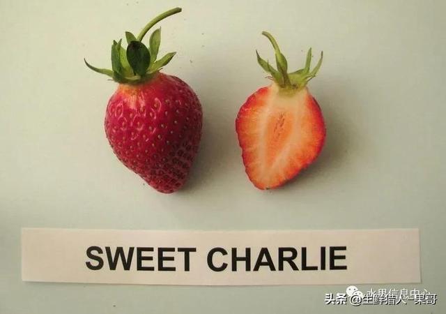 九九草莓特点，九九草莓有几个品种（中国草莓主要产地分布及品种介绍）