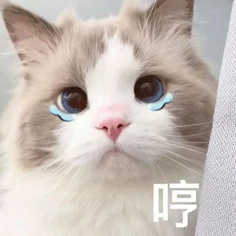 微笑表情包(微笑图片表情包可爱)