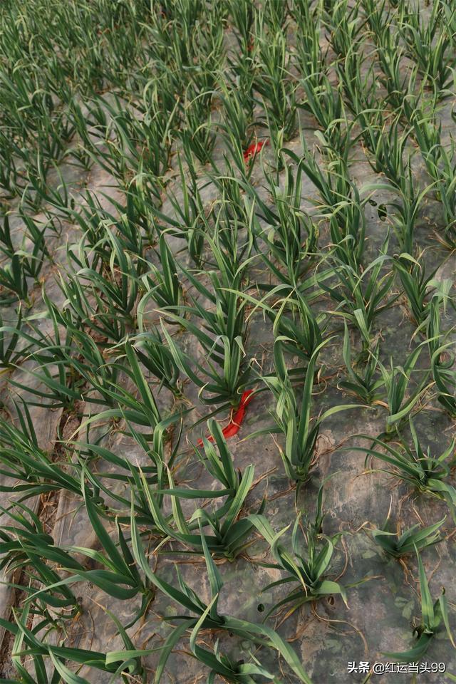 为什么不能随便带红绳，三种属相不能戴金（金乡大蒜扎上红绳为哪般）