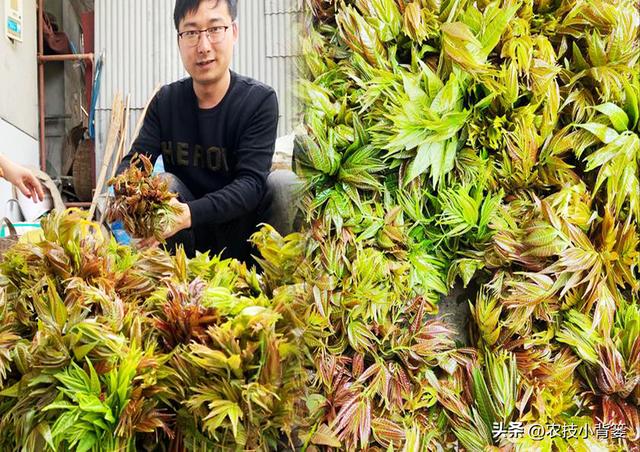 香椿芽的种植方法，从播种育苗到管理采收