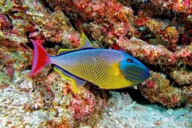 100多种神仙鱼欣赏，鳕鱼图片大全