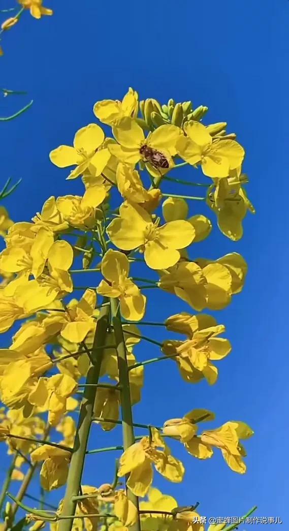 莺歌燕舞是什么季节，柳绿花红莺歌燕舞是什么季节（百花争艳的季节）