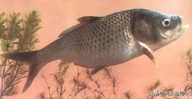 长江名贵鱼前十名，10大凶猛淡水鱼（我国保护的鱼类有87种）