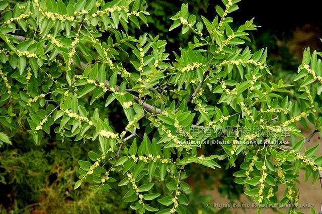 酸枣仁怎么吃，酸枣仁怎么吃法（这个医圣张仲景最爱的“小枣子”）