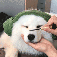 萨摩犬图片，为何萨摩耶如此受欢迎（萨摩耶犬介绍）