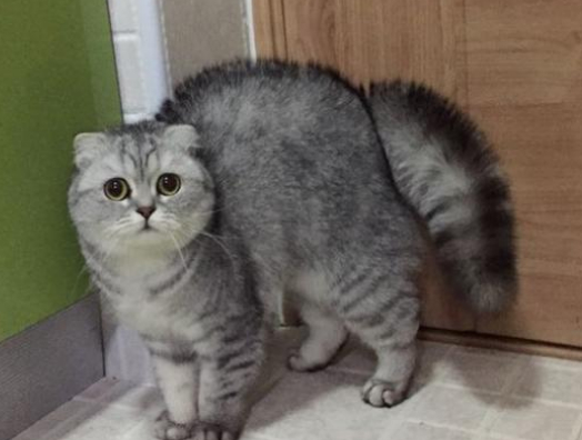 猫尾巴竖起来什么意思，猫的尾巴代表着什么意思（猫咪“尾巴”会说话）