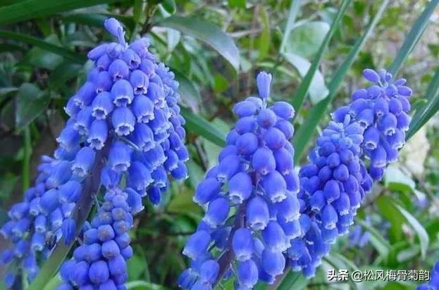 蓝色风信子花语，蓝色风信子花语是什么（分享蓝色的花）