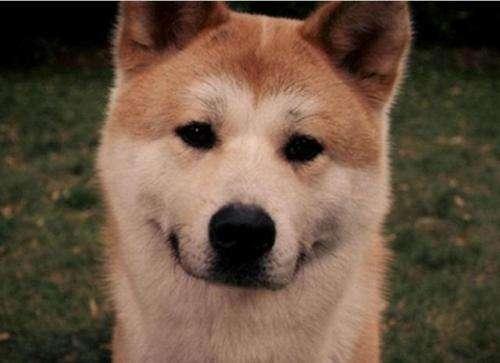 秋田犬和柴犬的区别，如何区分柴犬与秋田犬（教你轻松分辨秋田犬和柴犬）