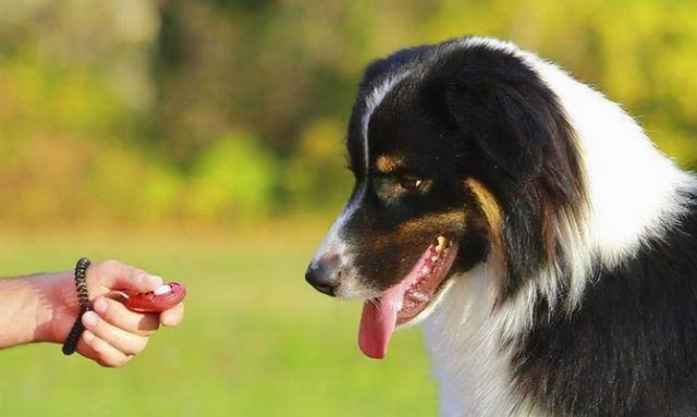 训犬的正确方法和忌讳，训练狗子要用正确的方法