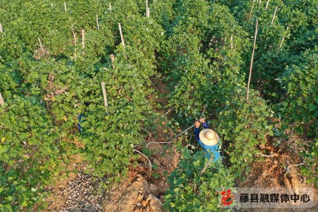 葛根多少钱一斤，葛根市场价多少钱一斤（藤县5万亩粉葛开始陆续采收上市）