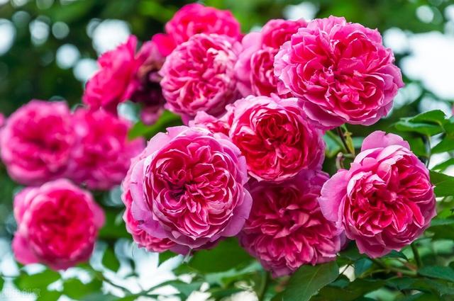 一年四季都开花的月季品种，复花能力超好的6种藤本月季