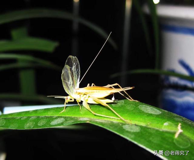 竹蛉又名中华树蟋,它的鸣叫声淡雅清幽,如丝竹声声,很受虫友的喜爱