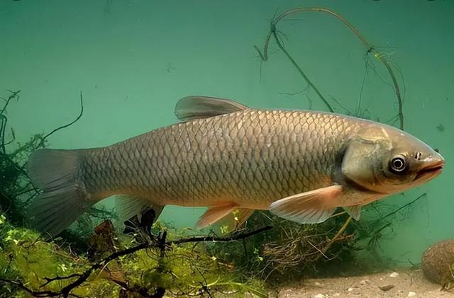 魚喜歡吃什麼食物,釣魚用什麼魚餌最好(草魚的冷知識:貴為四大家魚)