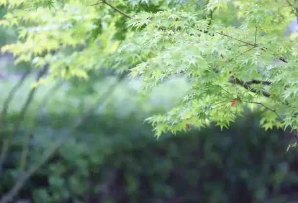 处暑意味着什么，处暑意味着什么变化（“处暑不出伏）