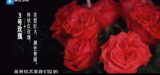 19支玫瑰是什么意思，19支玫瑰代表什么（19朵玫瑰花表示什么）