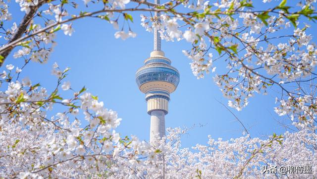 马路拍照技巧，马路拍照技巧视频（花朵不要“胡乱拍”）