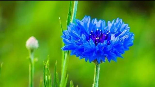 花为什么是五颜六色的呢，花为什么是五颜六色的呢（花为什么会有不同种颜色）