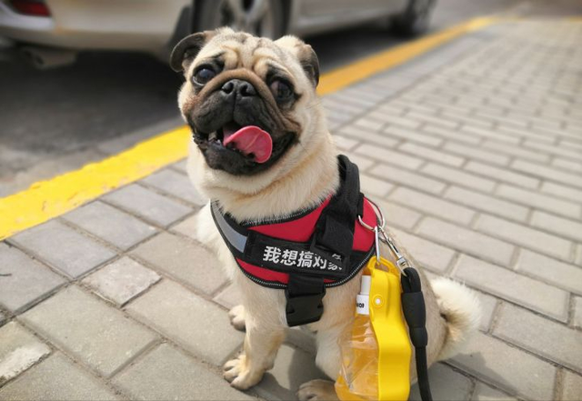 八哥犬多少錢一條,八哥犬如何餵養好(