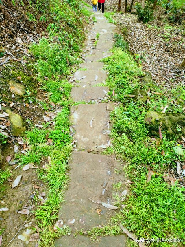 四川行(24)乐山·西坝桫椤峡谷