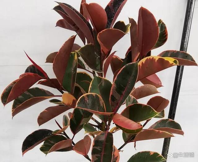 橡皮树的禁忌有毒，搞清楚1点