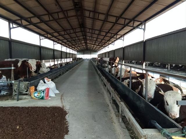 鱼粉是什么，日本鱼粉是什么（鱼粉为什么不能喂反刍动物）