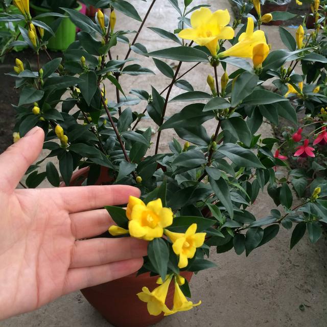 法国香水藤有毒吗，法国香水植物爬藤有毒（很多人家里都养了）